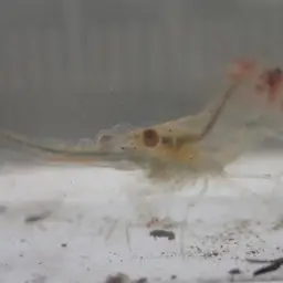 Pinocchio Shrimp
