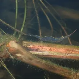 Pinocchio Shrimp, photo 2