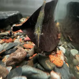 Pinocchio Shrimp, photo 3