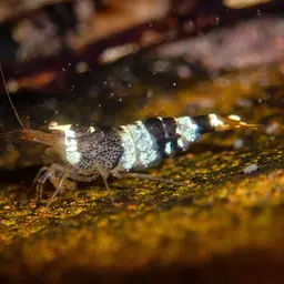 Crystal Red Shrimp
