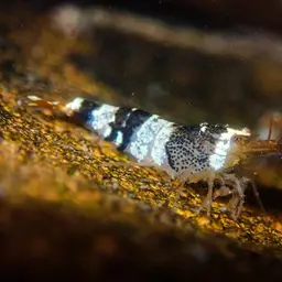 Crystal Red Shrimp, photo 2