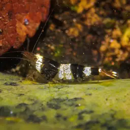 Crystal Red Shrimp, photo 3