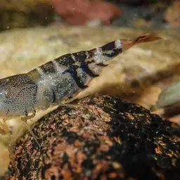 Crystal Red Shrimp, photo 4