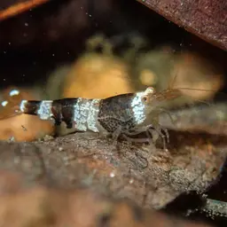Crystal Red Shrimp, photo 5