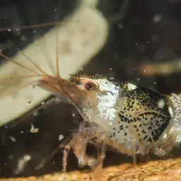 Crystal Red Shrimp, photo 6