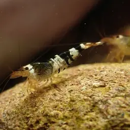 Crystal Red Shrimp, photo 7
