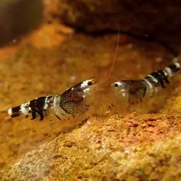 Crystal Red Shrimp, photo 8