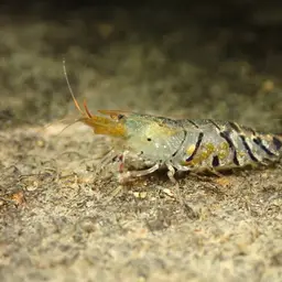 Tiger Shrimp