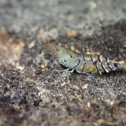 Tiger Shrimp, photo 2