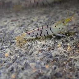 Tiger Shrimp, photo 3