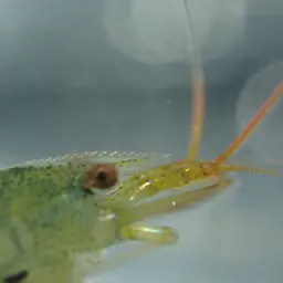 Tiger Shrimp, photo 4