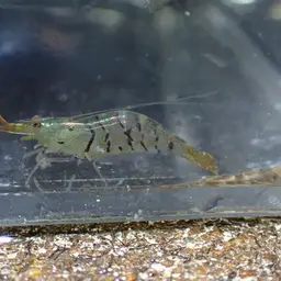 Tiger Shrimp, photo 5