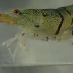 Tiger Shrimp, photo 6