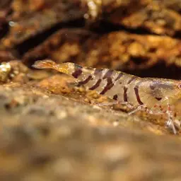 Tiger Shrimp, photo 7