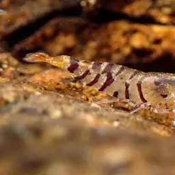 Tiger Shrimp, photo 8