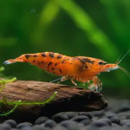 Tiger Shrimp, photo 9