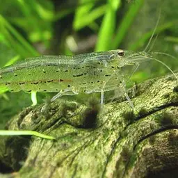 Amano Shrimp