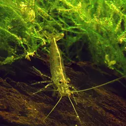 Amano Shrimp, photo 2