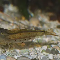 Amano Shrimp, photo 3