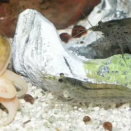 Amano Shrimp, photo 4