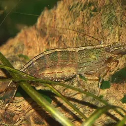 Amano Shrimp, photo 5