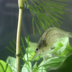 Amano Shrimp, photo 6