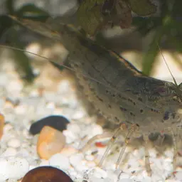 Amano Shrimp, photo 7