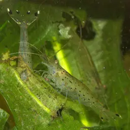 Amano Shrimp, photo 8