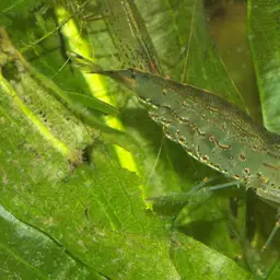 Amano Shrimp, photo 9