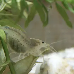 Amano Shrimp, photo 10