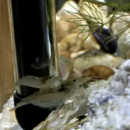 Amano Shrimp, photo 11