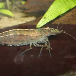Amano Shrimp, photo 12