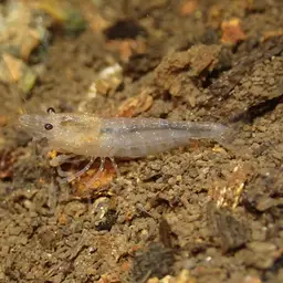 Tiger Shrimp, photo 2