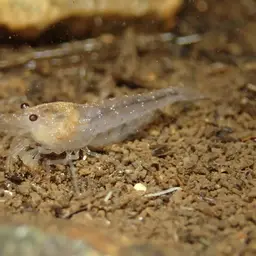 Tiger Shrimp, photo 3