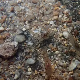 Tiger Shrimp, photo 4
