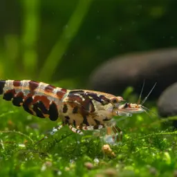Tiger Shrimp