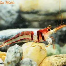 Celebes Beauty Shrimp