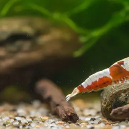 Celebes Beauty Shrimp, photo 2