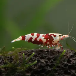 Harlequin Sulawesi Shrimp