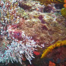 Snowflake Coral, photo 2