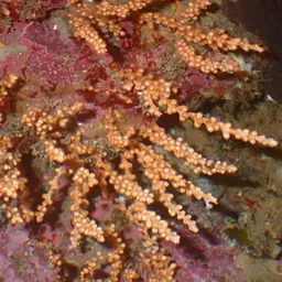 Snowflake Coral, photo 3