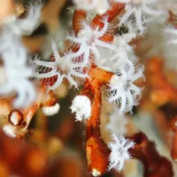 Snowflake Coral, photo 4