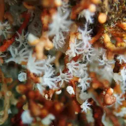 Snowflake Coral, photo 5