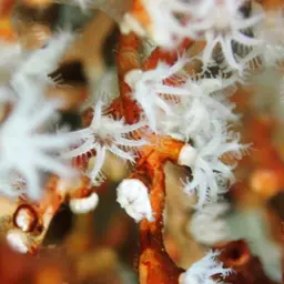 Snowflake Coral, photo 6
