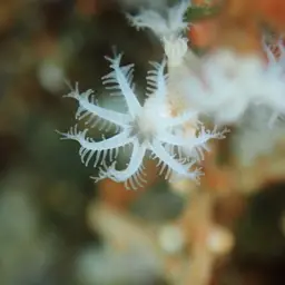 Snowflake Coral, photo 7
