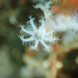Snowflake Coral, photo 8