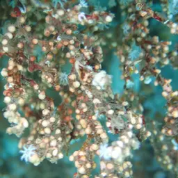 Snowflake Coral, photo 9
