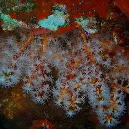 Snowflake Coral, photo 10