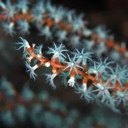 Snowflake Coral, photo 11