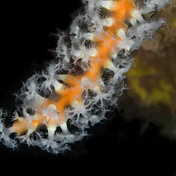 Snowflake Coral, photo 1